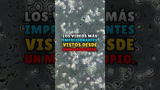 Los VIDEOS más SORPRENDENTES VISTOS desde UN MICROSCOPIO microscopio zoom shorts [upl. by Gentes]