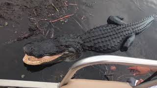 An Airboat Ride in Everglades National Park Florida [upl. by Areik452]