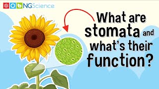 What are stomata and whats their function [upl. by Nyladgam627]