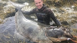 Spearfishing Halibut 764 kg  Tromsø Norway 2016 [upl. by Silvano876]