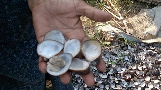 clam meat  kakka കക്ക in Kumarakom Kerala [upl. by Leva570]