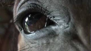 Horses Eye [upl. by Kozloski245]