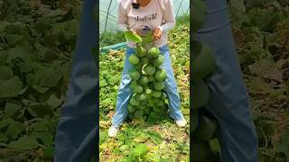 Melon vines Countless melons shorts agriculture modernfarmer youtbeshorts noamanreaction [upl. by Anaic]