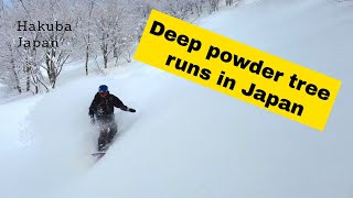 Japans best tree runs Tsugaike DBD Tsugapow tree zone is high on the list [upl. by Ahsatan317]