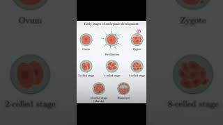 EARLY EMBRYONIC STAGES makescienceeasy science neet zygote to embryo neet biology [upl. by Adnovahs]