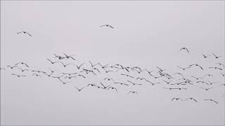 Goosanders and Pinkfooted Geese at Woolston Eyes in December 2020 [upl. by Donella240]