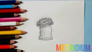 How to draw a metridiumeasy way to drawstep by step video [upl. by Jenny]