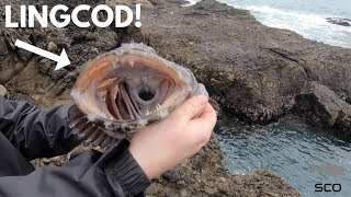 Rock Fishing the California Coast for BIG Lingcod with SWIMBAITS [upl. by Grete948]