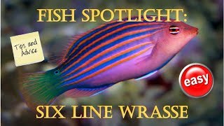 Fish Spotlight Six Line Wrasse [upl. by Anelah]