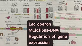 Lac operon  regulation of gene  mutations in DNA  hindi  firstaidusmle neetpg inicet usmle [upl. by Georgine]