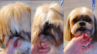 How to Groom a Shih Tzu Head  Step by Step [upl. by Gerrilee777]