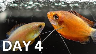 BREEDING Honey Gouramis  Day 1 to 150 [upl. by Aurea]