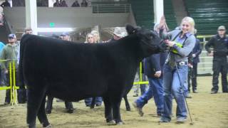 NWSS 2017 Junior Angus Heifer Show [upl. by Vandervelde]