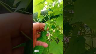 throwback to my cucamelon fruit cucamelon gardening [upl. by Emlynne]