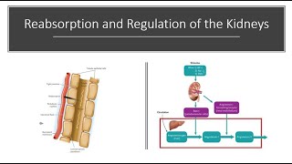 Reabsorption and Regulation of Kidney Function [upl. by Walters]