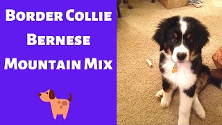 All about the Border Collie Bernese Mountain Mix Bordernese  Is this mixbreed a family dog [upl. by Saberio]