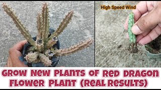 How to grow red dragon flower plants from stem cuttings  make new plants of huernia schneideriana [upl. by Hnah828]