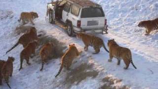 Harbin Tiger Park tiger leaps 20 feet for pheasant [upl. by Sande205]