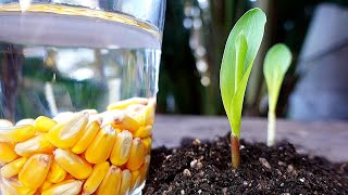 Cultivo de Maíz Moderno Increíbles Técnicas para Incrementar tu Rendimiento Campo de Entrenamiento [upl. by Cynera]