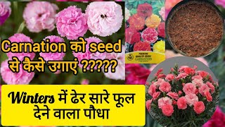 Carnation को seed से कैसे उगाएं ।। Easy way to grow carnation from seed [upl. by Malchy942]