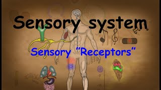 8 Introduction to The Sensory System and sensory quot Receptors quot physiology and anatomy [upl. by Kendre]