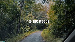 Into the Woods  Cinematic Short Film  Shot on iPhone [upl. by Mcneil]