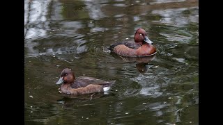 A pair of Ferruginous Ducks and a Common Sandpiper at Woolston Eyes in April 2024 [upl. by Latoyia144]