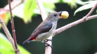 Scarletbacked flowerpecker Sungei Buloh Wetland Reserve Singapore [upl. by Lessirg]