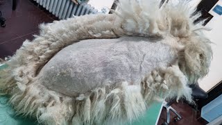 This Dogs Hair Came Off In One Piece [upl. by Knox653]