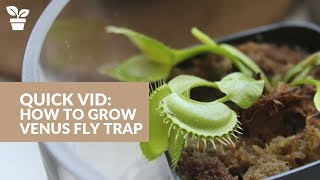 Venus Fly Trap Care  Dionaea muscipula  Carnivorous Plant Tips [upl. by Adnoek]