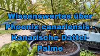 Wissenswertes über Phoenix canariensis  Kanarische DattelPalme [upl. by Wohlert521]