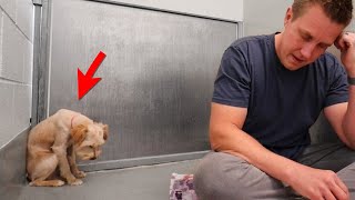 Scared Dog Completely Shut Down Until This Happens  Adoption Updates [upl. by Adnirod]