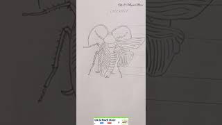 drawing 11th std Zoology practical record pictures  part 1 practical education [upl. by Orlan]