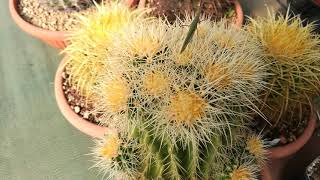 Il genere Echinocactus e il celebre quotcuscino della suoceraquot [upl. by Sarena]