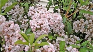 Mountain Laurel  More Than a Rhododendron  Kalmia latifolia [upl. by Ssitruc567]