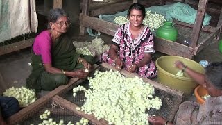 OAT South India Full Day 13  Cochin to Mysore [upl. by Sigfrid]