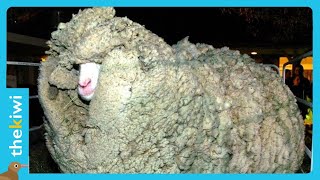 The sheep that escaped from being sheared for 6 years [upl. by Wendolyn147]