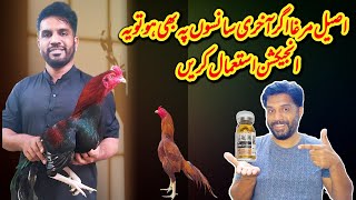 Aseel Murga ka buhat zarori Injection [upl. by Olim75]