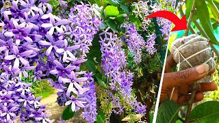 Beautiful Western Blue Bird Vine flower plant Petrea Volubilis Sandpaper Vine Care and Propagation [upl. by Acirre]