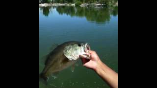 Largemouth bass tingley beach [upl. by Whatley]