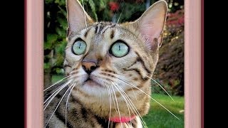 Bengal Cat Voice Sound [upl. by Beora]