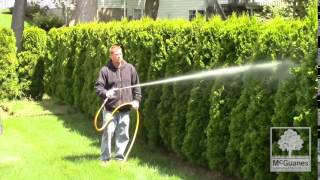 McGuanes Landscaping and Tree Service  Tree Spraying Program [upl. by Lihkin]