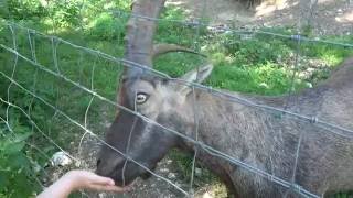 Wanderung durch den Wildpark Ernstbrunn [upl. by Felicdad929]