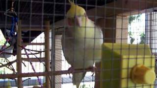 Male Cockatiel Sings Singing To Female Cockatiel [upl. by Rafaelia518]