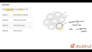 The Leydig cells are present in the [upl. by Llednik]