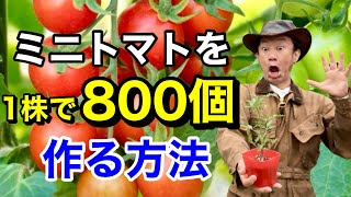 【実が止まらない】 ミニトマトを自宅で大量に作る方法教えます 【カーメン君】【カゴメ】【初心者】 [upl. by Liakim]