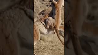 Pumas vs guanaco fighting The battle between pumas and guanaco who wins 🔥🔥🔥🔥 [upl. by Hsirrehc]