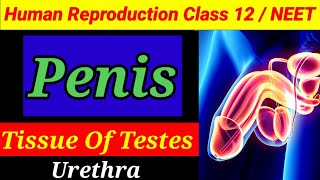 Penis  Tissue Of Testes  Human Reproduction Class 12 [upl. by Amathist628]