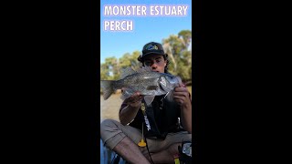 MONSTER Tarwin River Estuary Perch [upl. by Yerggoeg]