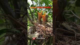 Very Hungry Chicks  Long tailed shrike [upl. by Onitnevuj]